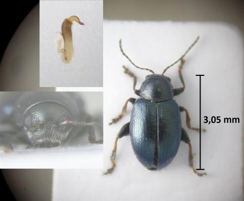 Chaetocnema mannerheimii